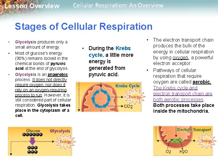 Lesson Overview Cellular Respiration: An Overview Stages of Cellular Respiration • • • Glycolysis