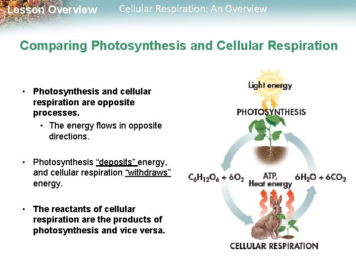 Lesson Overview Cellular Respiration: An Overview Comparing Photosynthesis and Cellular Respiration • Photosynthesis and