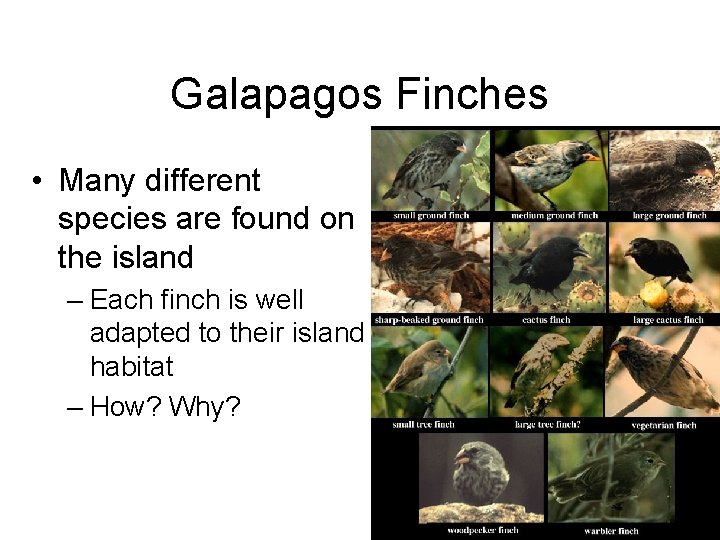 Galapagos Finches • Many different species are found on the island – Each finch