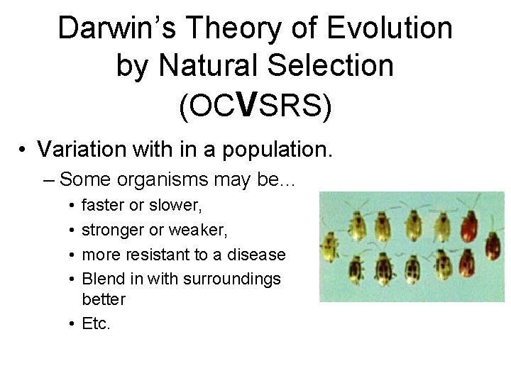 Darwin’s Theory of Evolution by Natural Selection (OCVSRS) • Variation with in a population.