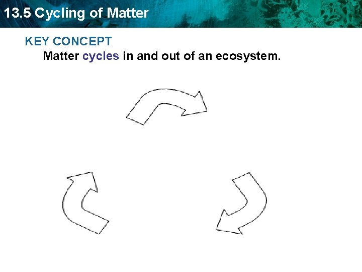 13. 5 Cycling of Matter KEY CONCEPT Matter cycles in and out of an