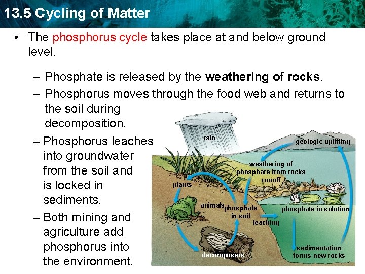 13. 5 Cycling of Matter • The phosphorus cycle takes place at and below