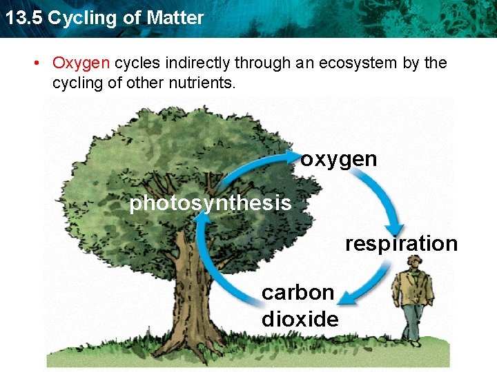 13. 5 Cycling of Matter • Oxygen cycles indirectly through an ecosystem by the