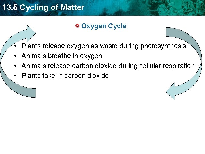 13. 5 Cycling of Matter Oxygen Cycle • • Plants release oxygen as waste