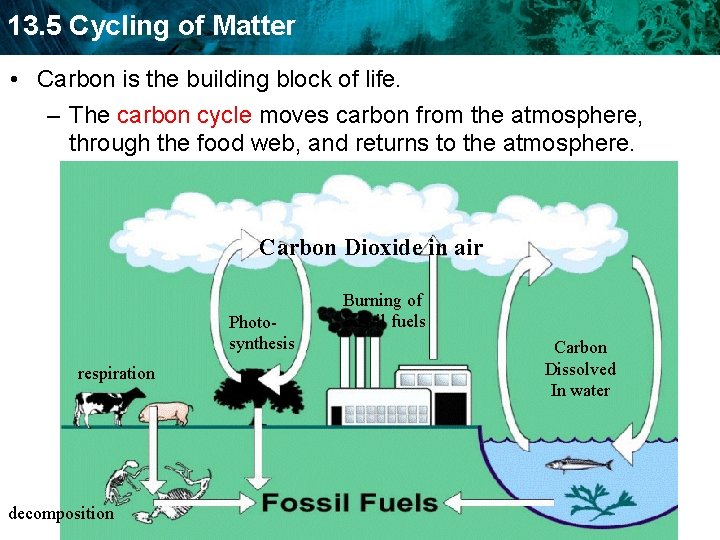 13. 5 Cycling of Matter • Carbon is the building block of life. –