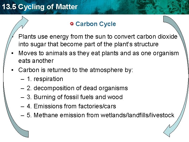 13. 5 Cycling of Matter Carbon Cycle • Plants use energy from the sun