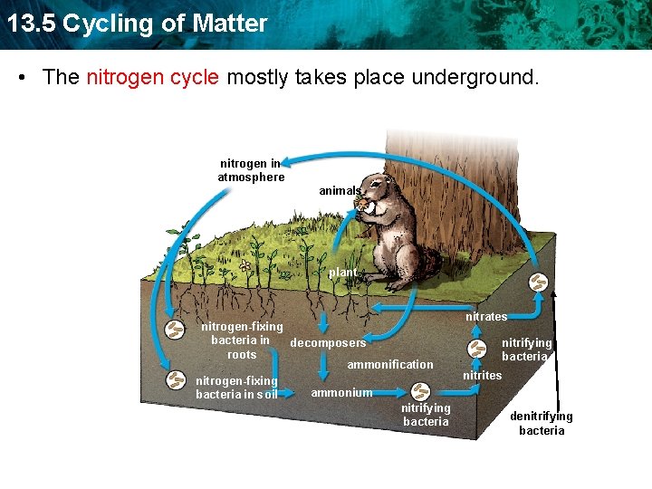 13. 5 Cycling of Matter • The nitrogen cycle mostly takes place underground. nitrogen