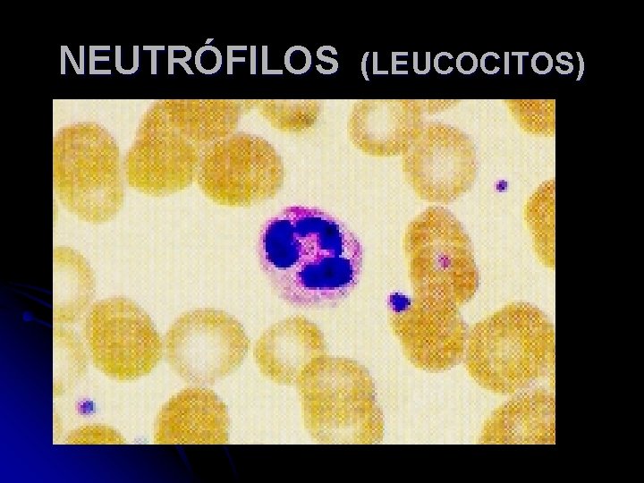 NEUTRÓFILOS (LEUCOCITOS) 