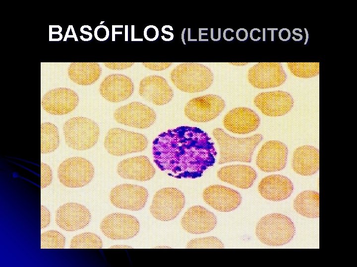 BASÓFILOS (LEUCOCITOS) 