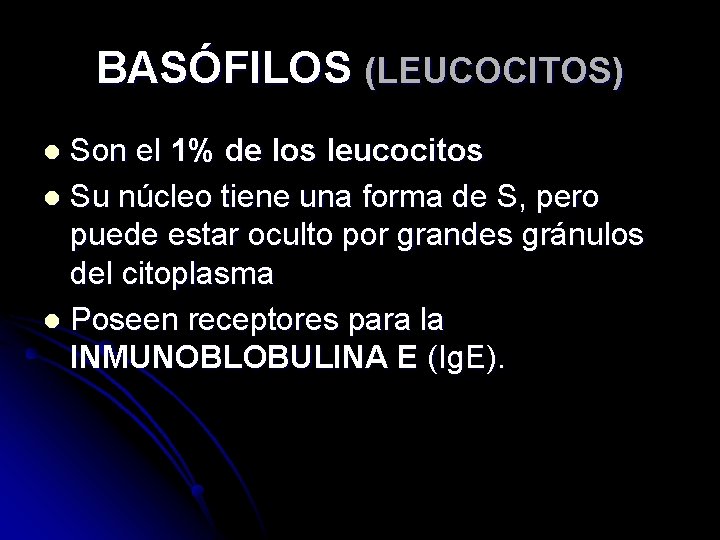 BASÓFILOS (LEUCOCITOS) Son el 1% de los leucocitos l Su núcleo tiene una forma