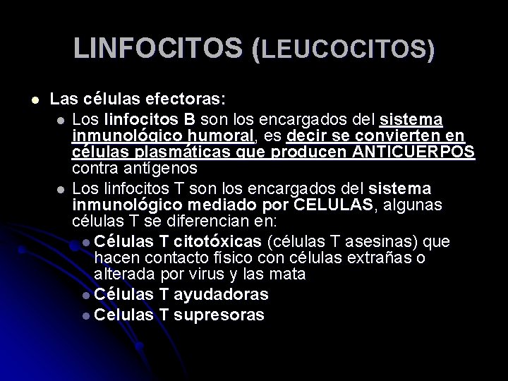 LINFOCITOS (LEUCOCITOS) l Las células efectoras: l Los linfocitos B son los encargados del