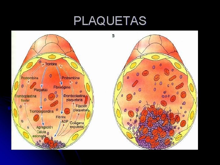 PLAQUETAS 