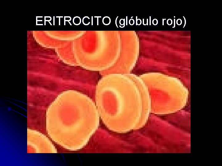 ERITROCITO (glóbulo rojo) 