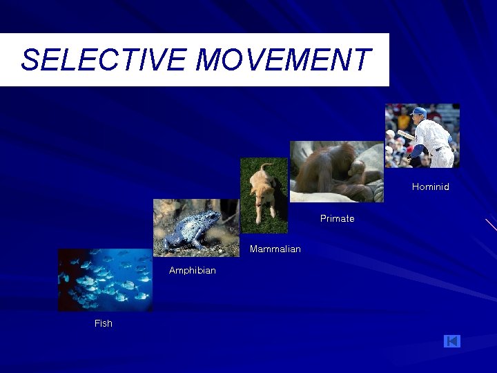 SELECTIVE MOVEMENT Hominid Primate Mammalian Amphibian Fish SELECTIVE MOVEMENT Hominid Primate Mammalian Amphibian Fish