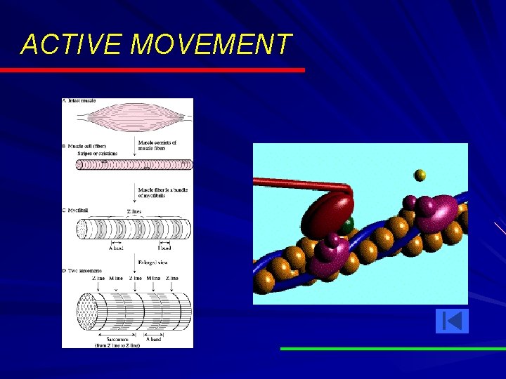 ACTIVE MOVEMENT ACTIVE MOVEMENT