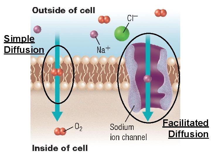 Passive Transport Simple Diffusion Facilitated Diffusion 