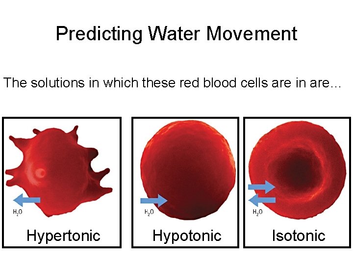 Predicting Water Movement The solutions in which these red blood cells are in are…