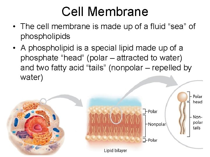 Cell Membrane • The cell membrane is made up of a fluid “sea” of