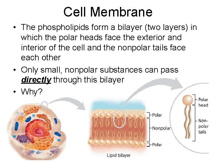 Cell Membrane • The phospholipids form a bilayer (two layers) in which the polar