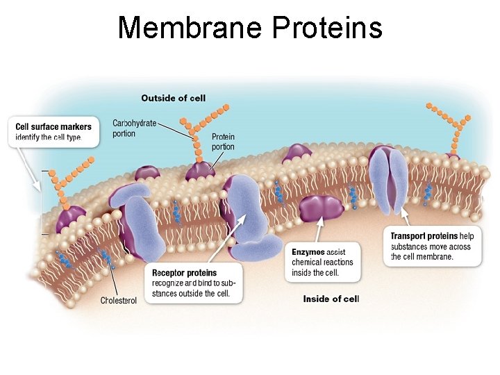 Membrane Proteins 