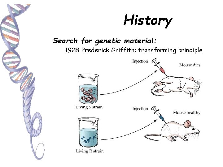 History Search for genetic material: 1928 Frederick Griffith: transforming principle 