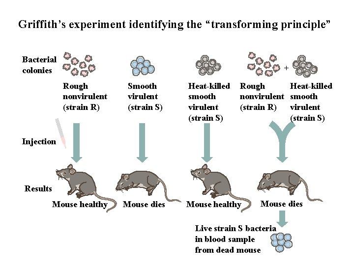 Griffith’s experiment identifying the “transforming principle” Bacterial colonies + Rough nonvirulent (strain R) Smooth