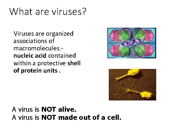 What are viruses? Viruses are organized associations of macromolecules: nucleic acid contained within a