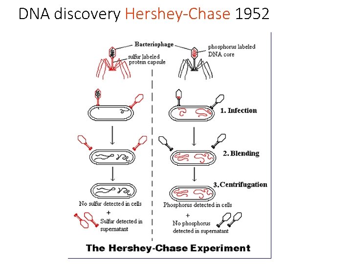 DNA discovery Hershey-Chase 1952 