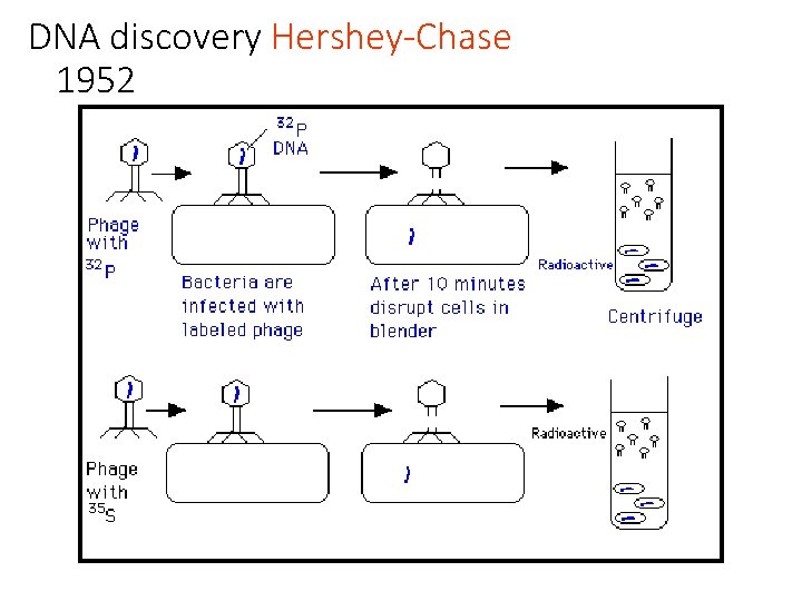 DNA discovery Hershey-Chase 1952 