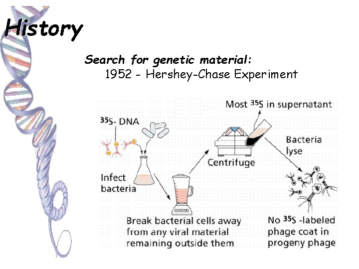 History Search for genetic material: 1952 - Hershey-Chase Experiment 