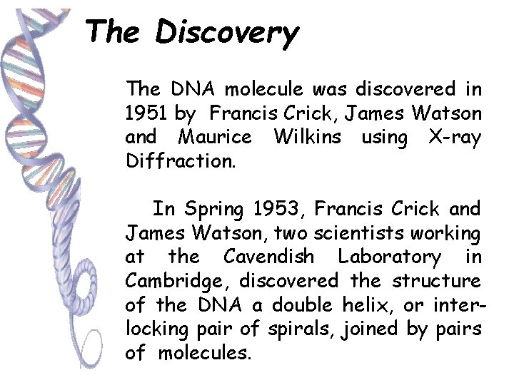 The Discovery The DNA molecule was discovered in 1951 by Francis Crick, James Watson