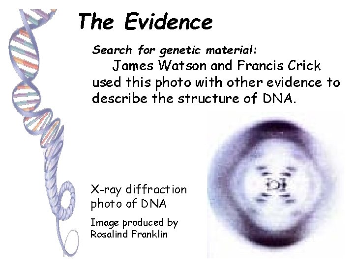 The Evidence Search for genetic material: James Watson and Francis Crick used this photo