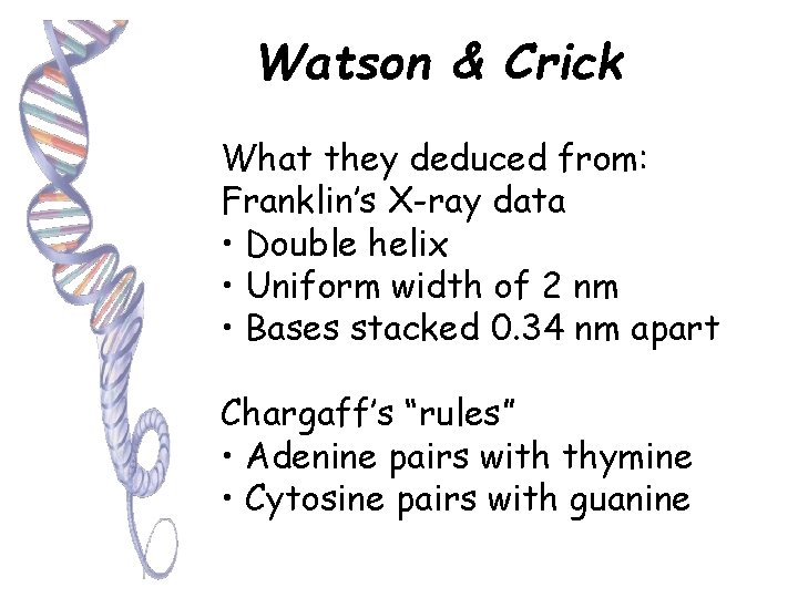 Watson & Crick What they deduced from: Franklin’s X-ray data • Double helix •