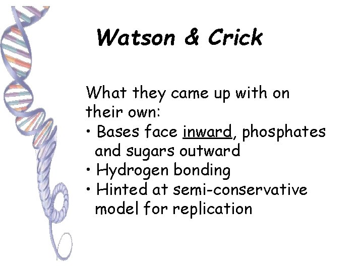 Watson & Crick What they came up with on their own: • Bases face