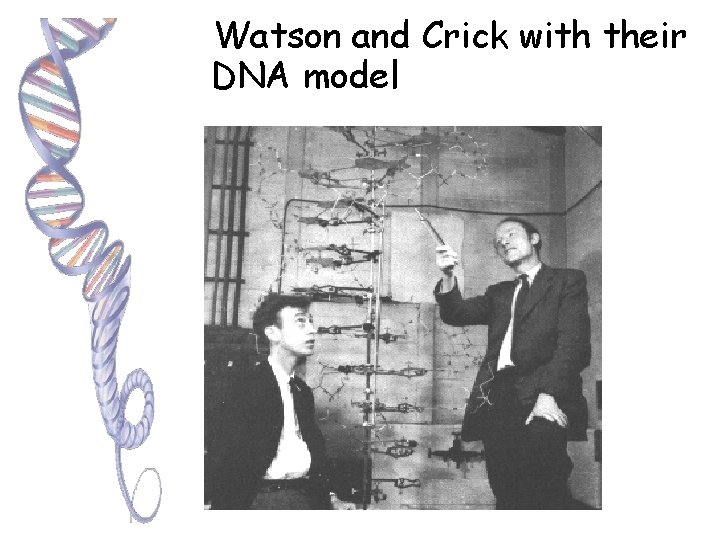 Watson and Crick with their DNA model 