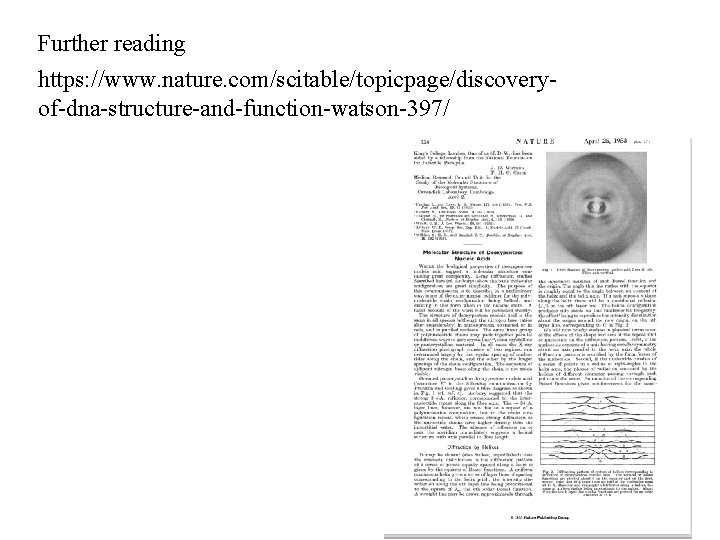 Further reading https: //www. nature. com/scitable/topicpage/discoveryof-dna-structure-and-function-watson-397/ 