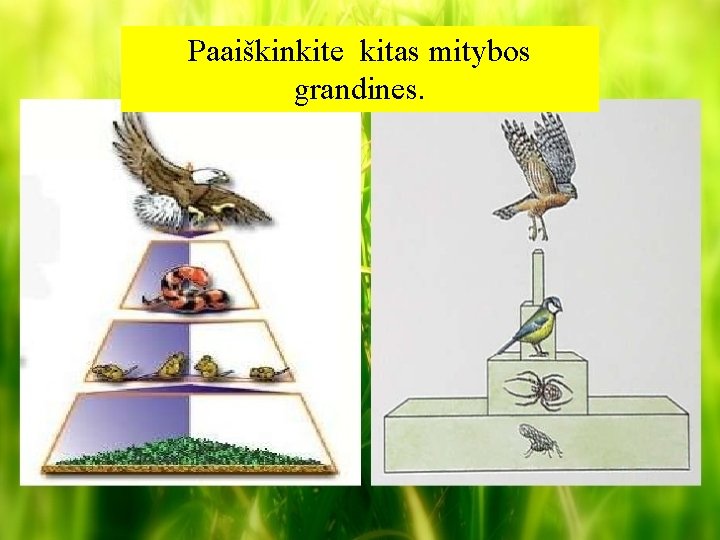 Paaiškinkite kitas mitybos grandines. 