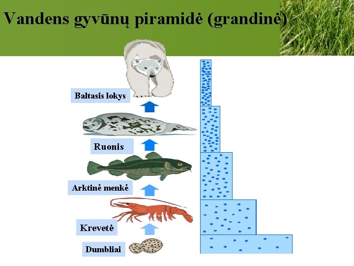 Vandens gyvūnų piramidė (grandinė) Baltasis lokys Ruonis Arktinė menkė Krevetė Dumbliai 