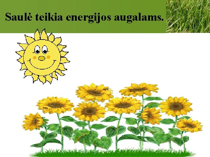 Saulė teikia energijos augalams. 