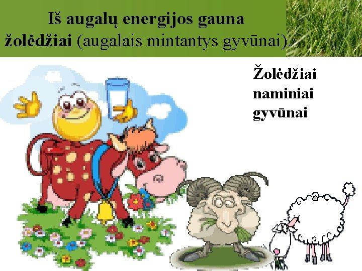 Iš augalų energijos gauna žolėdžiai (augalais mintantys gyvūnai). Žolėdžiai naminiai gyvūnai 