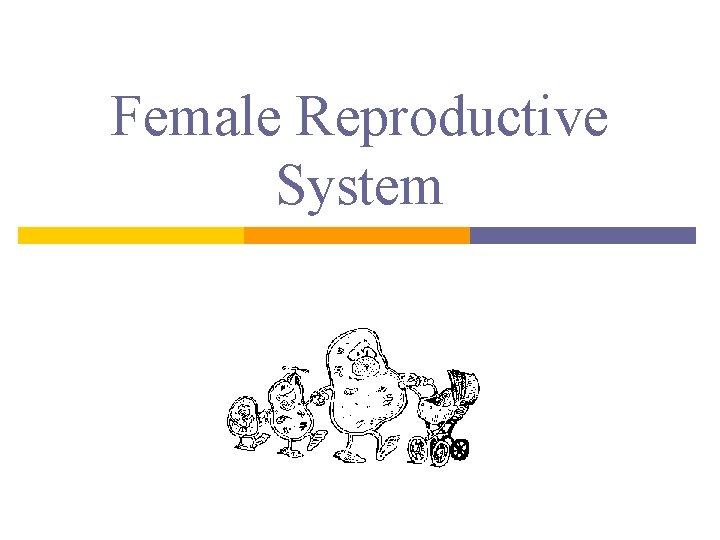 Female Reproductive System 