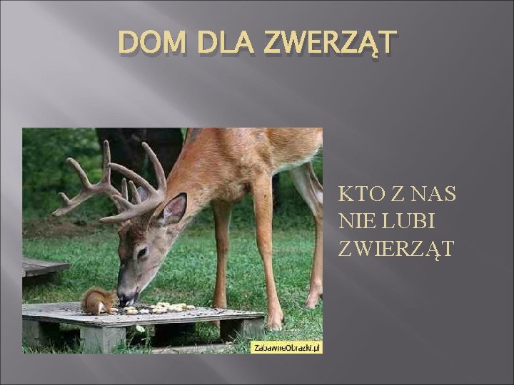 DOM DLA ZWERZĄT KTO Z NAS NIE LUBI ZWIERZĄT 