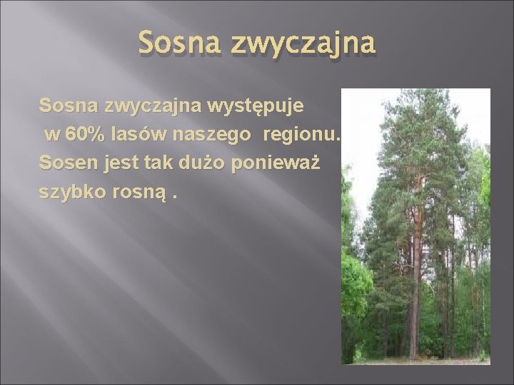 Sosna zwyczajna występuje w 60% lasów naszego regionu. Sosen jest tak dużo ponieważ szybko