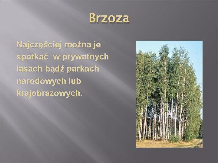 Brzoza Najczęściej można je spotkać w prywatnych lasach bądź parkach narodowych lub krajobrazowych. 