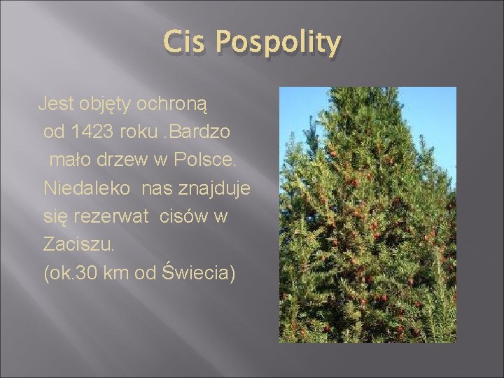 Cis Pospolity Jest objęty ochroną od 1423 roku. Bardzo mało drzew w Polsce. Niedaleko
