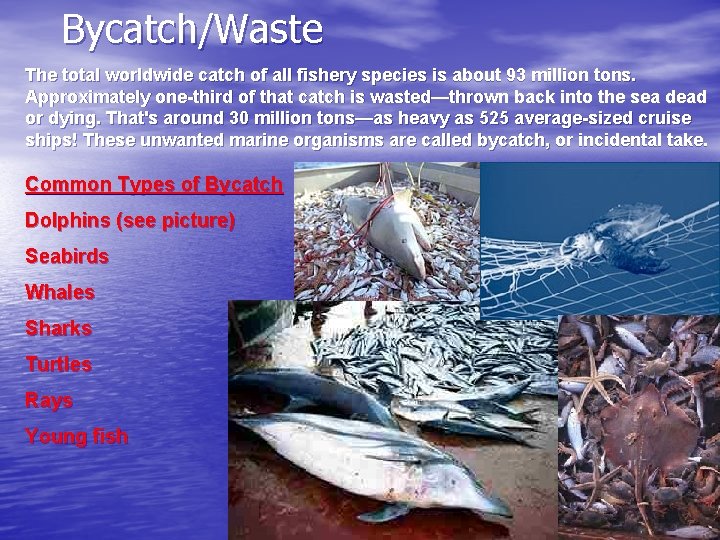 Bycatch/Waste The total worldwide catch of all fishery species is about 93 million tons.