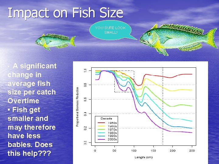Impact on Fish Size YOU SURE LOOK SMALL! A significant change in average fish