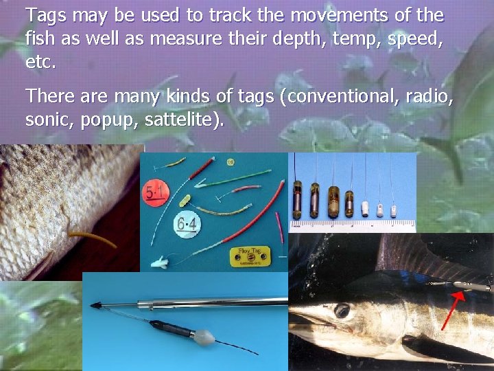 Tags may be used to track the movements of the fish as well as