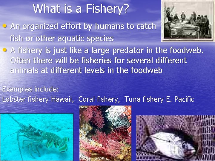 What is a Fishery? • An organized effort by humans to catch • fish