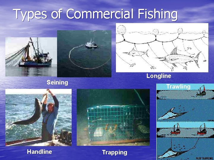 Types of Commercial Fishing Longline Seining Handline Trawling Trapping 